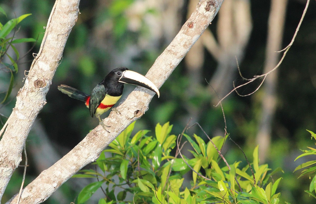 Black-necked Aracari - Nárgila Moura