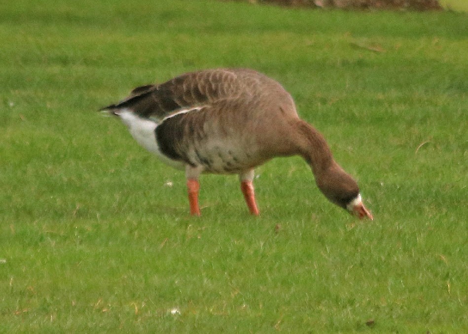 Greater White-fronted Goose - ML424596061