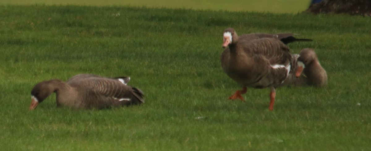Greater White-fronted Goose - ML424596461