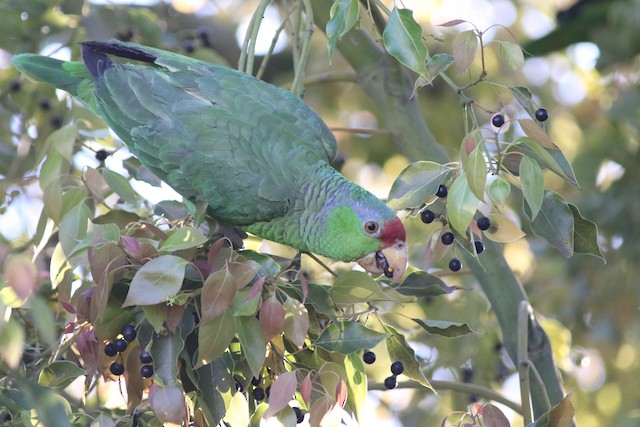 Bird feeding on berries. - Red-crowned Parrot - 