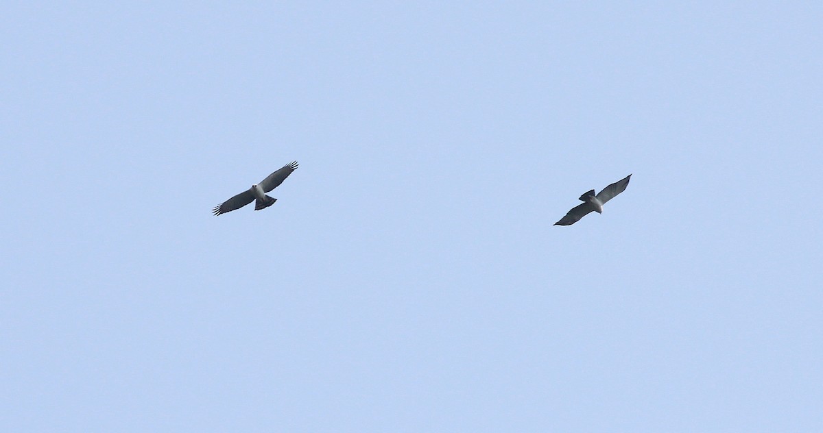 Black-and-white Hawk-Eagle - Nárgila Moura