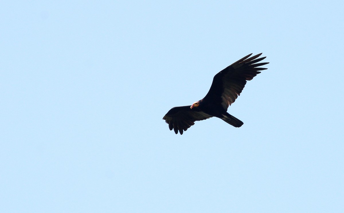 Greater Yellow-headed Vulture - ML42460041