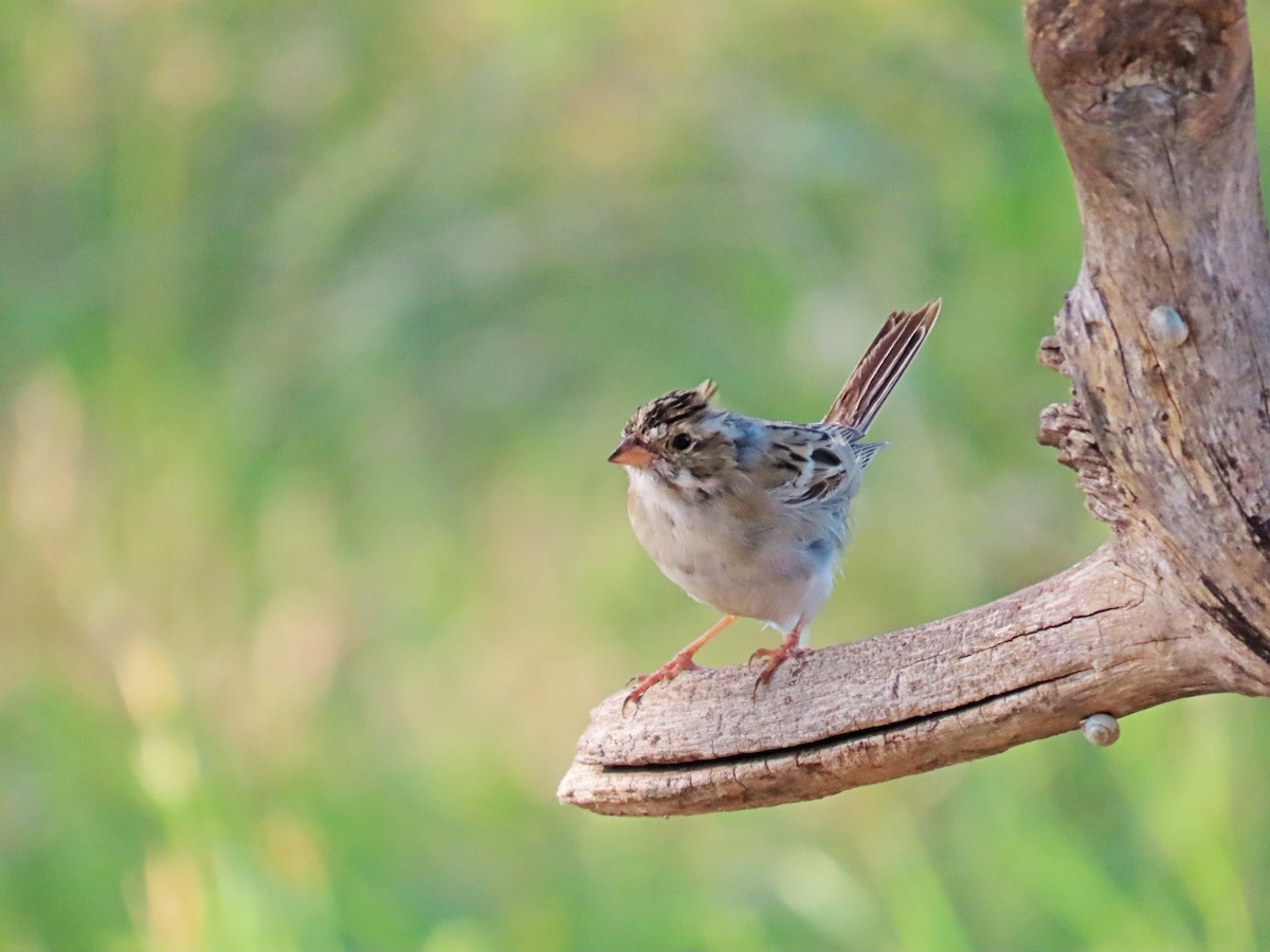 Clay-colored Sparrow - ML424603141
