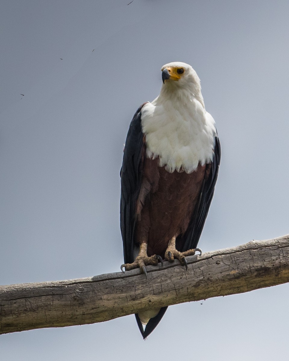 African Fish-Eagle - ML42460391