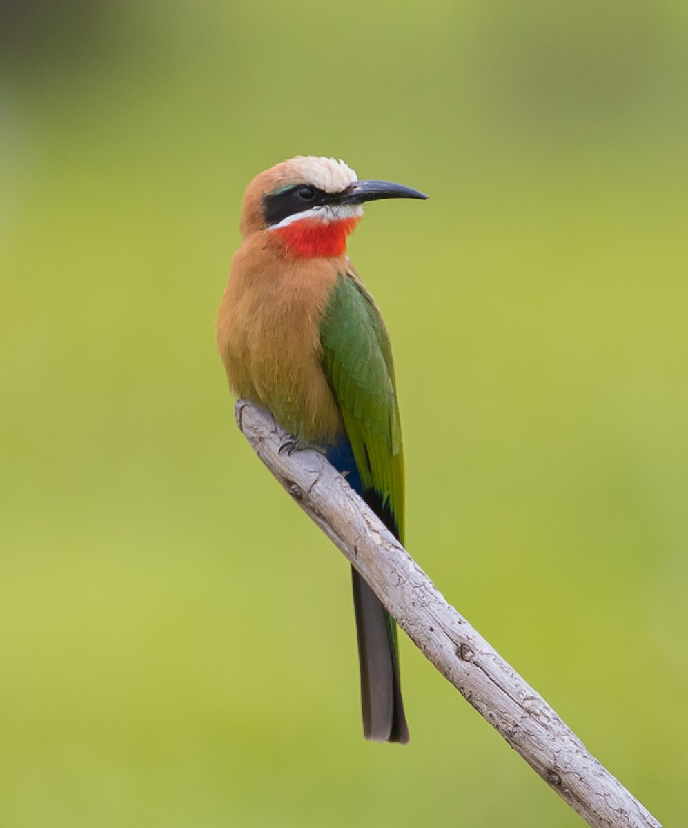 White-fronted Bee-eater - ML42460501