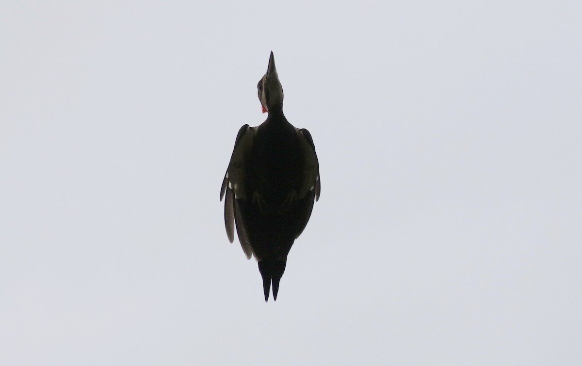 Pileated Woodpecker - ML424607341
