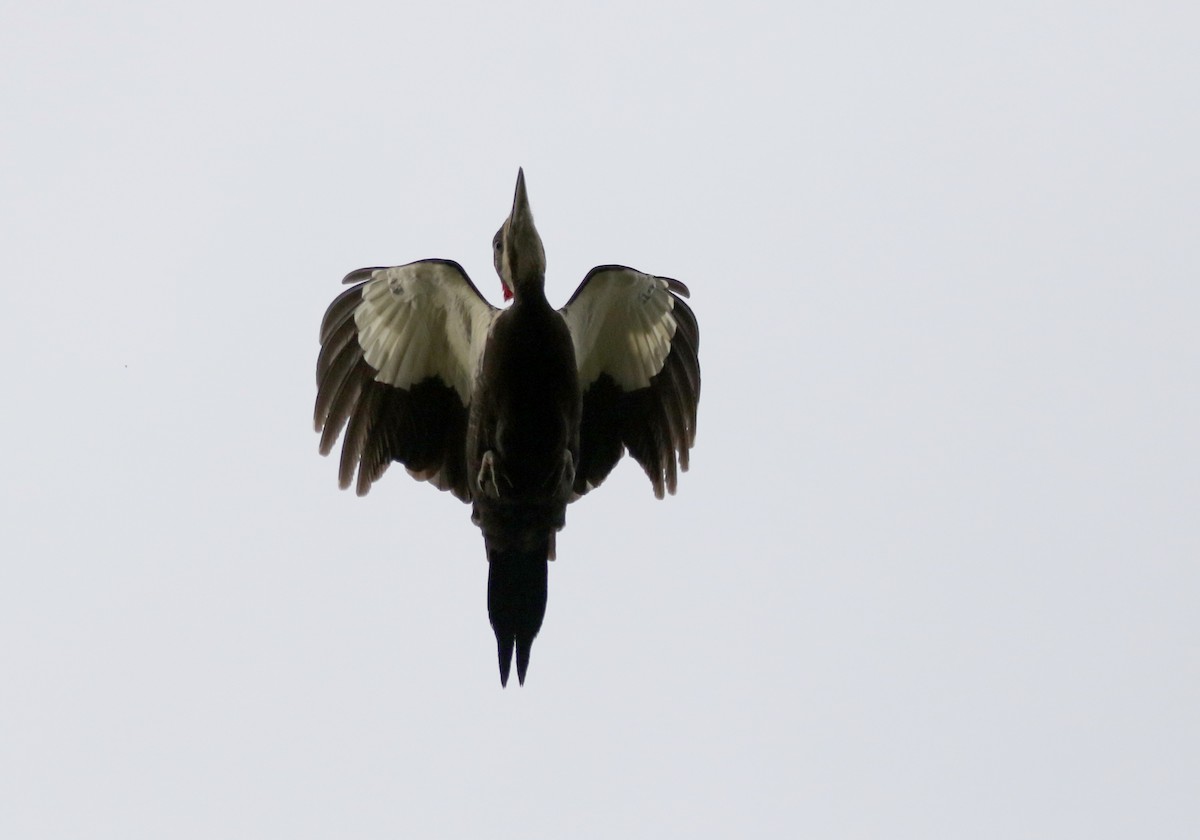 Pileated Woodpecker - ML424607361
