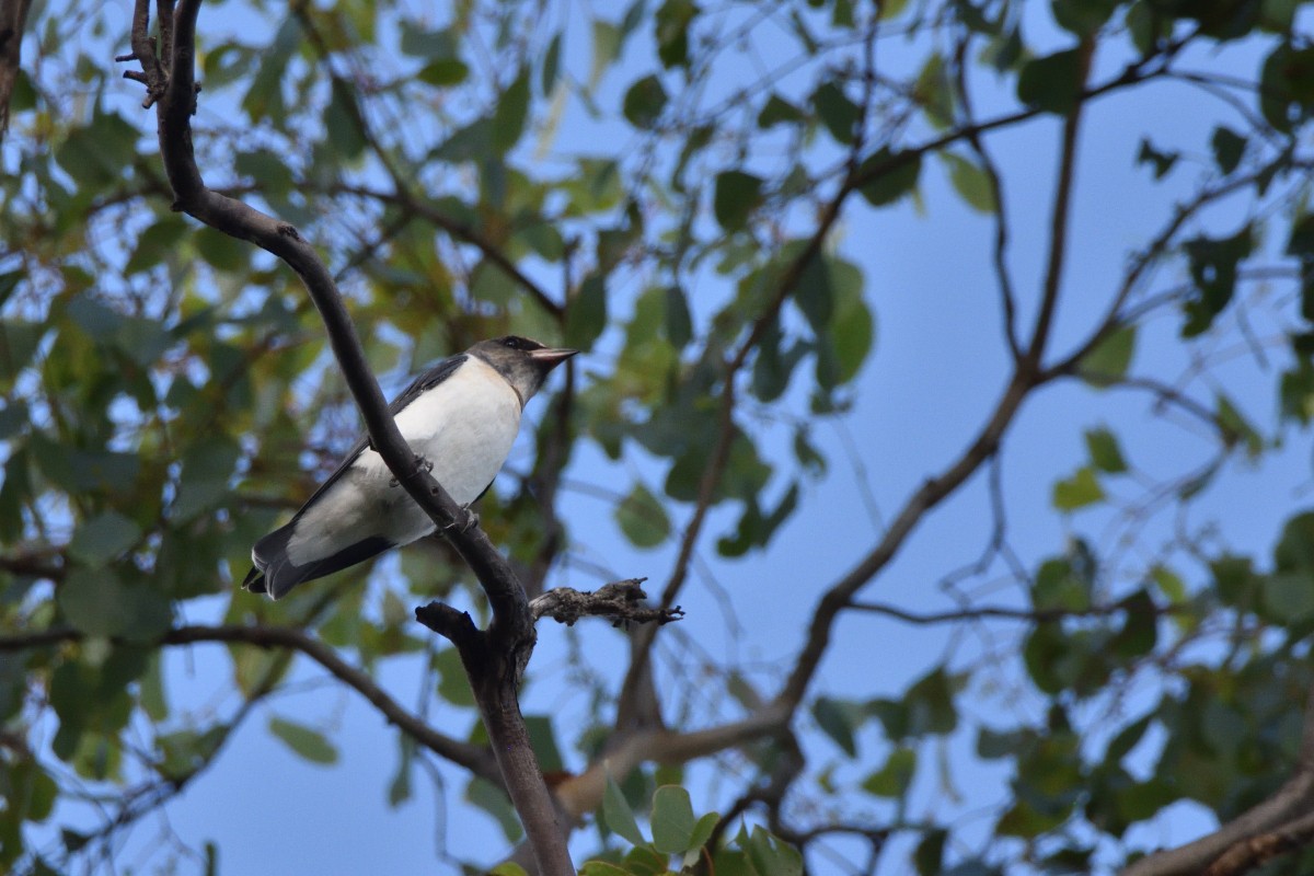 White-breasted Woodswallow - Anthony Katon