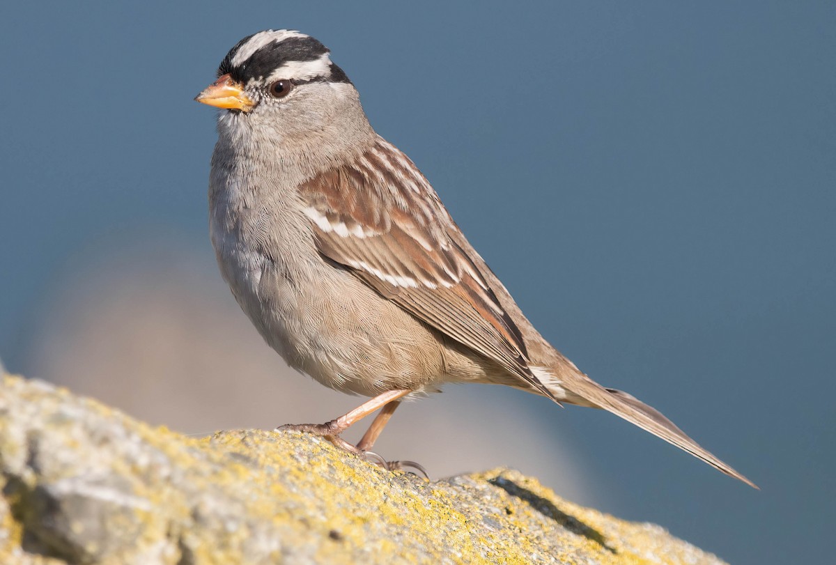White-crowned Sparrow - ML424611421
