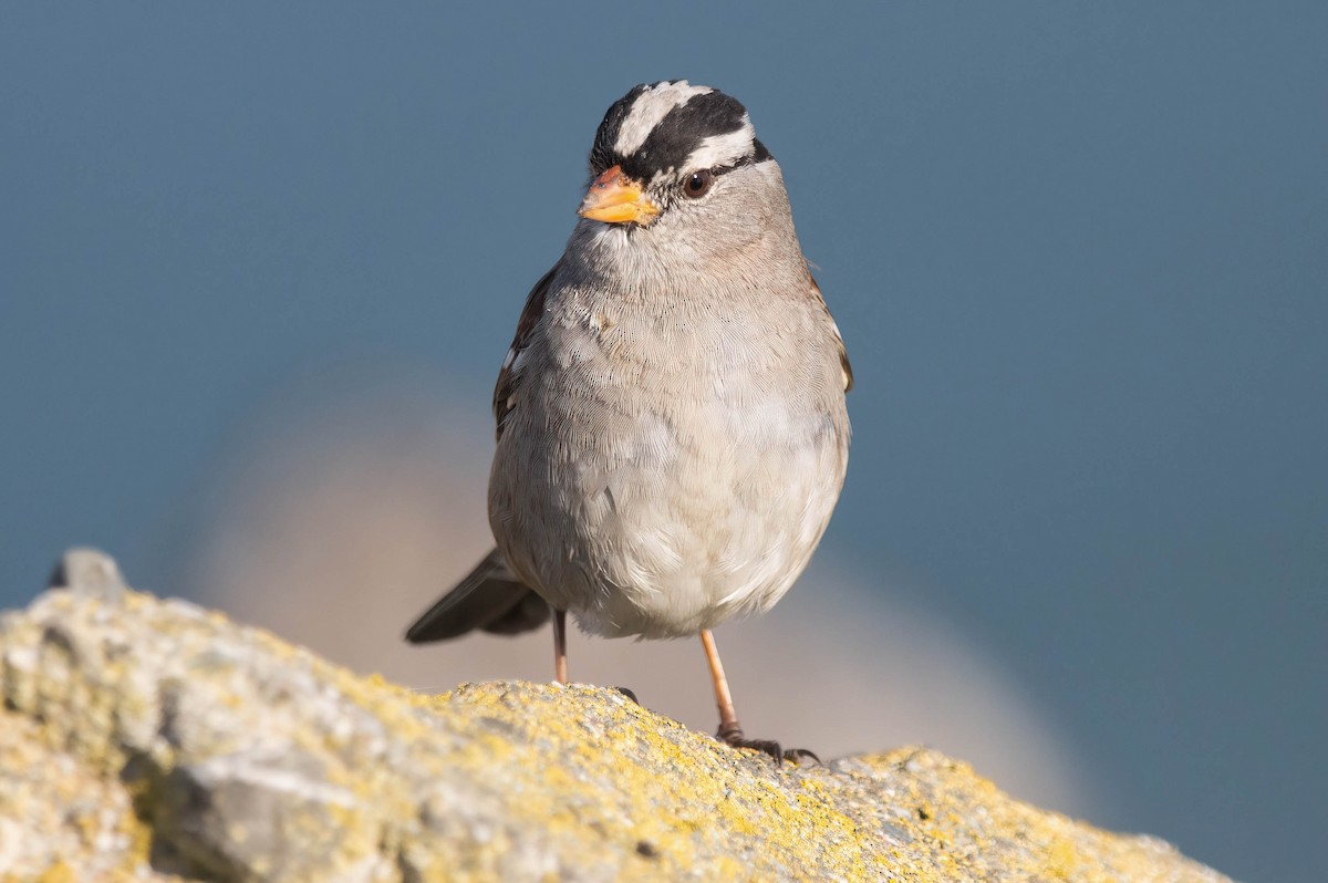 White-crowned Sparrow - ML424611461