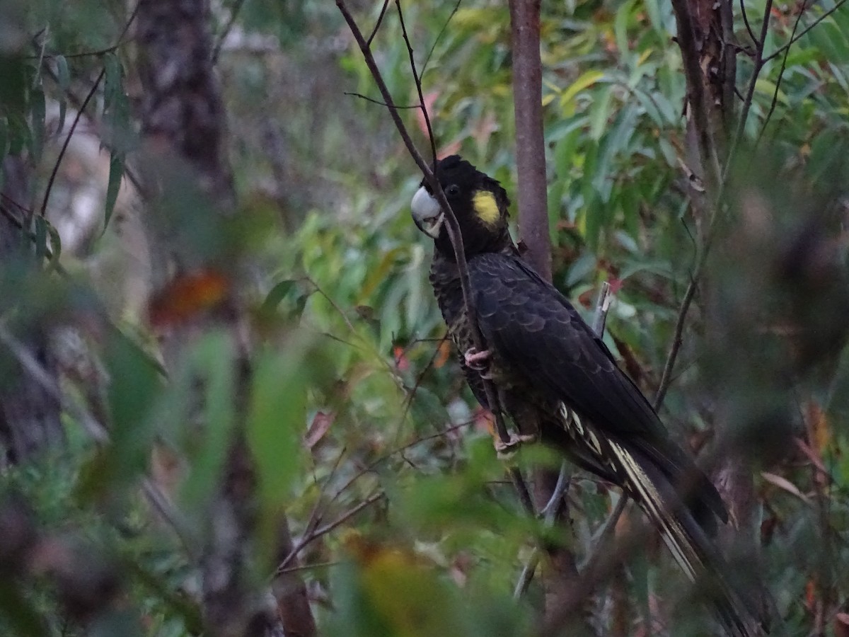 Yellow-tailed Black-Cockatoo - ML424612841