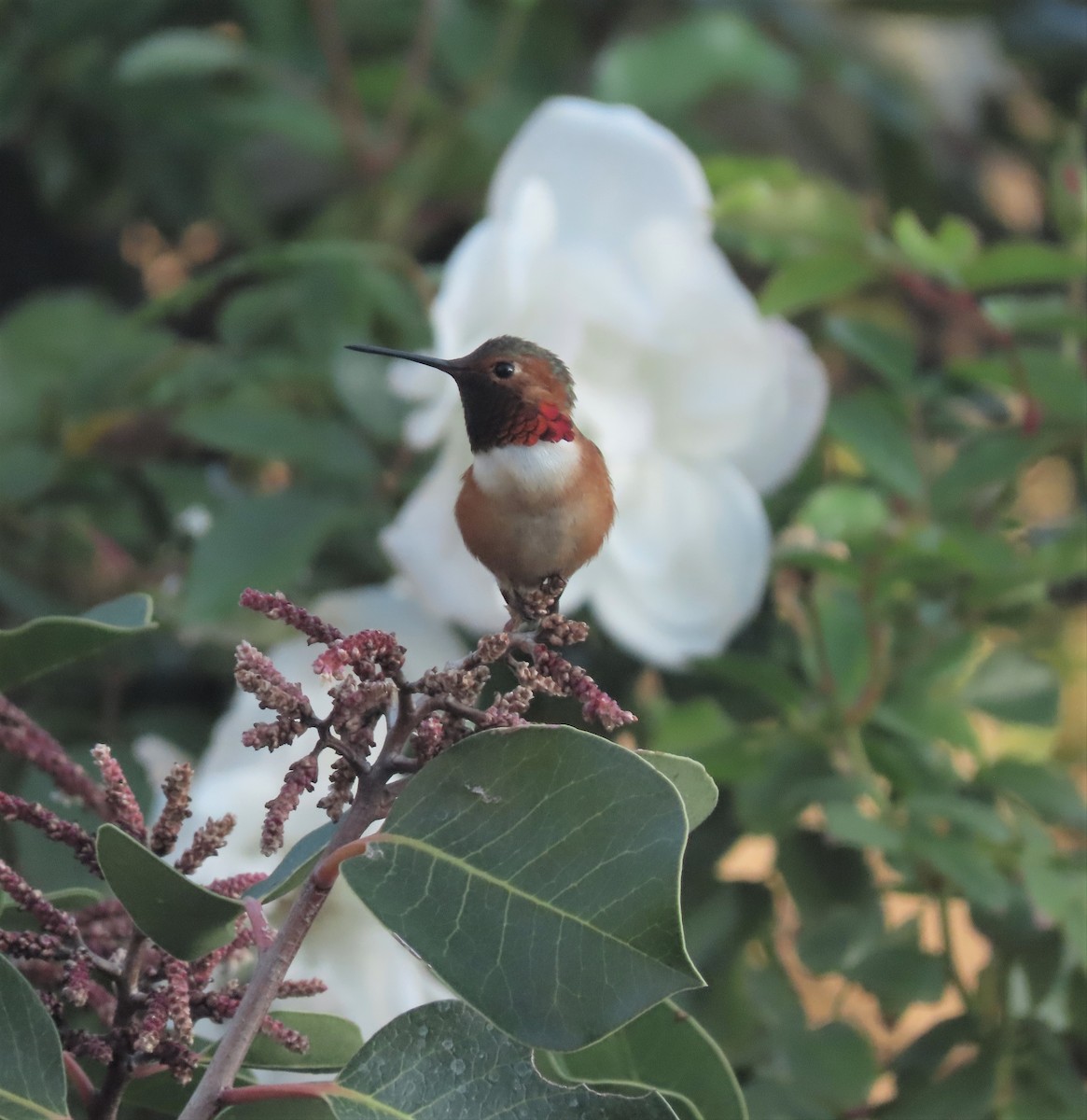Allen's Hummingbird - Ed Thomas