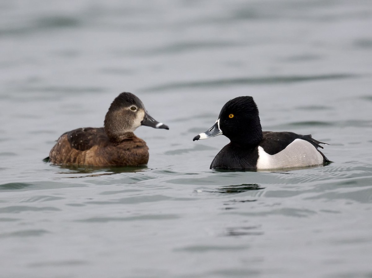Ring-necked Duck - Terry McBurnie