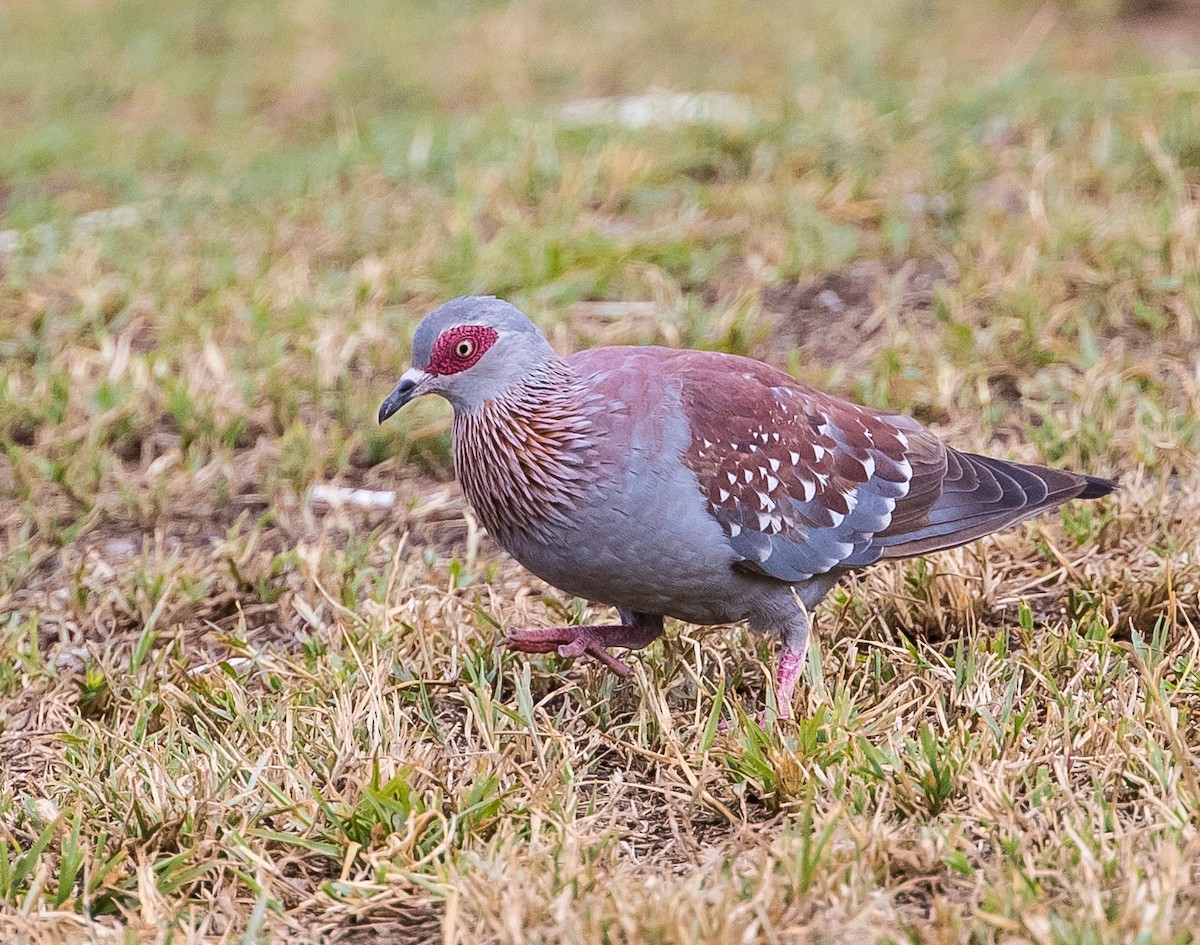 Speckled Pigeon - ML42461641