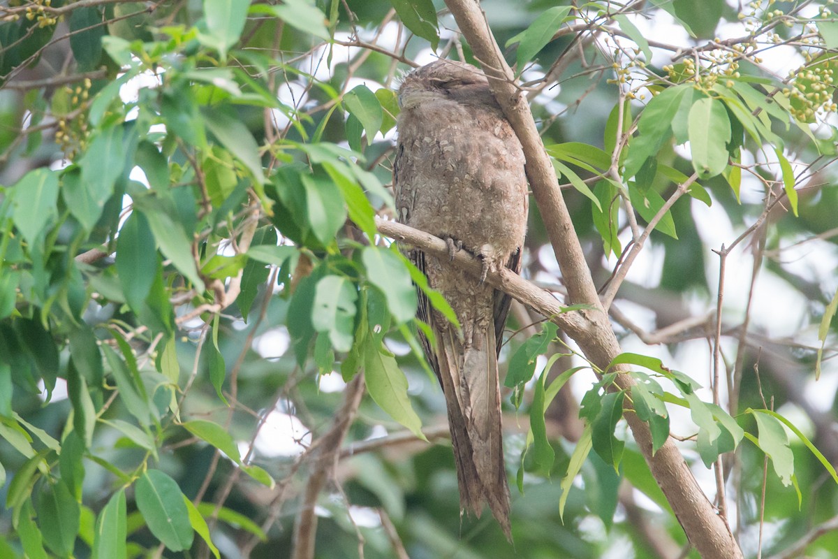 Papuan Frogmouth - ML42461801