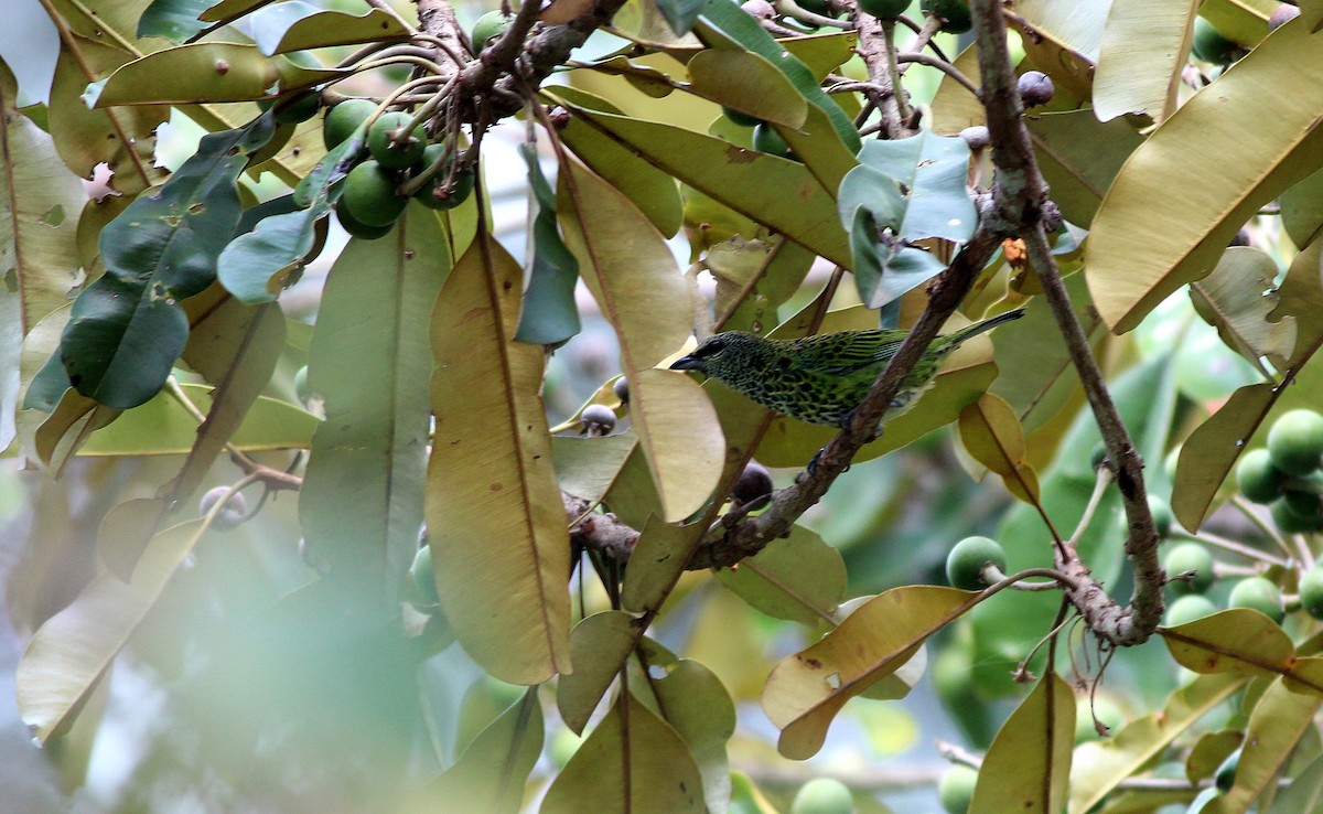 Spotted Tanager - ML42462061