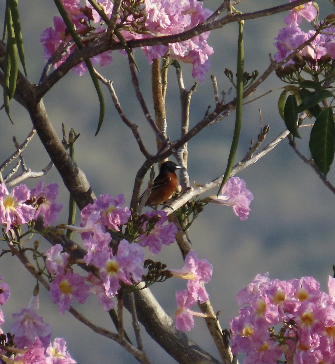 Orchard Oriole - ML424620801