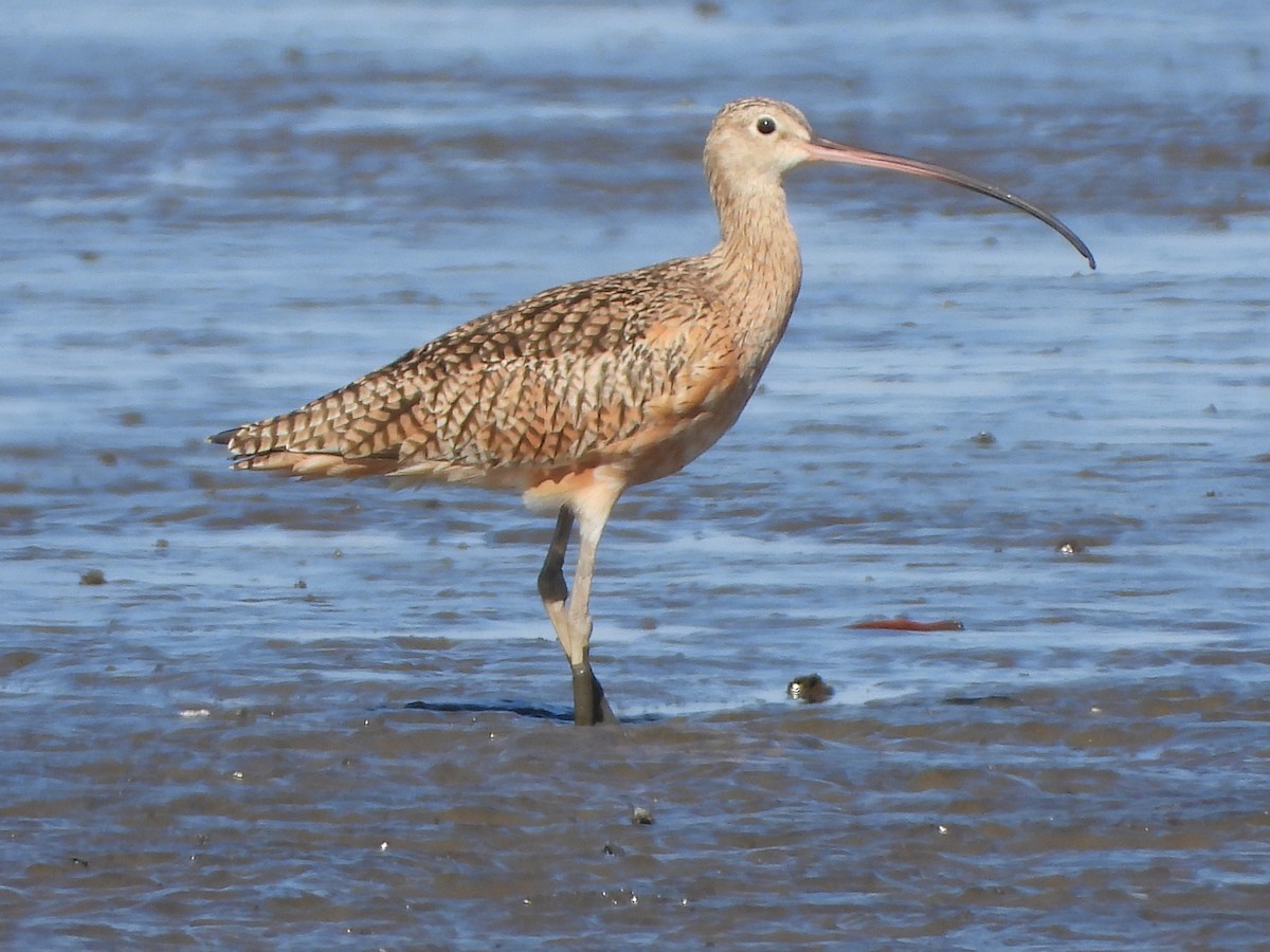 Long-billed Curlew - ML424621201
