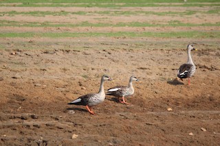Indian Spot-billed Duck, ML42462141
