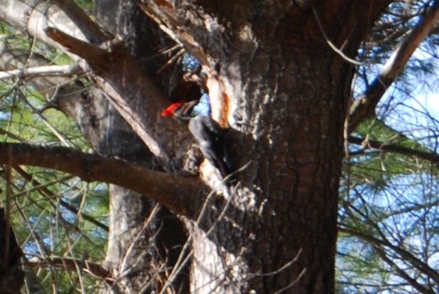 Pileated Woodpecker - ML42462401