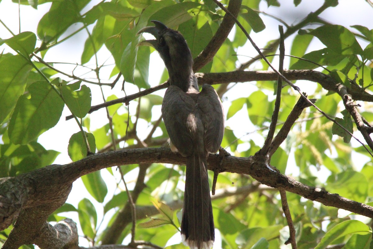 Indian Gray Hornbill - ML42462661