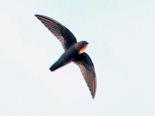  - Chestnut-collared Swift