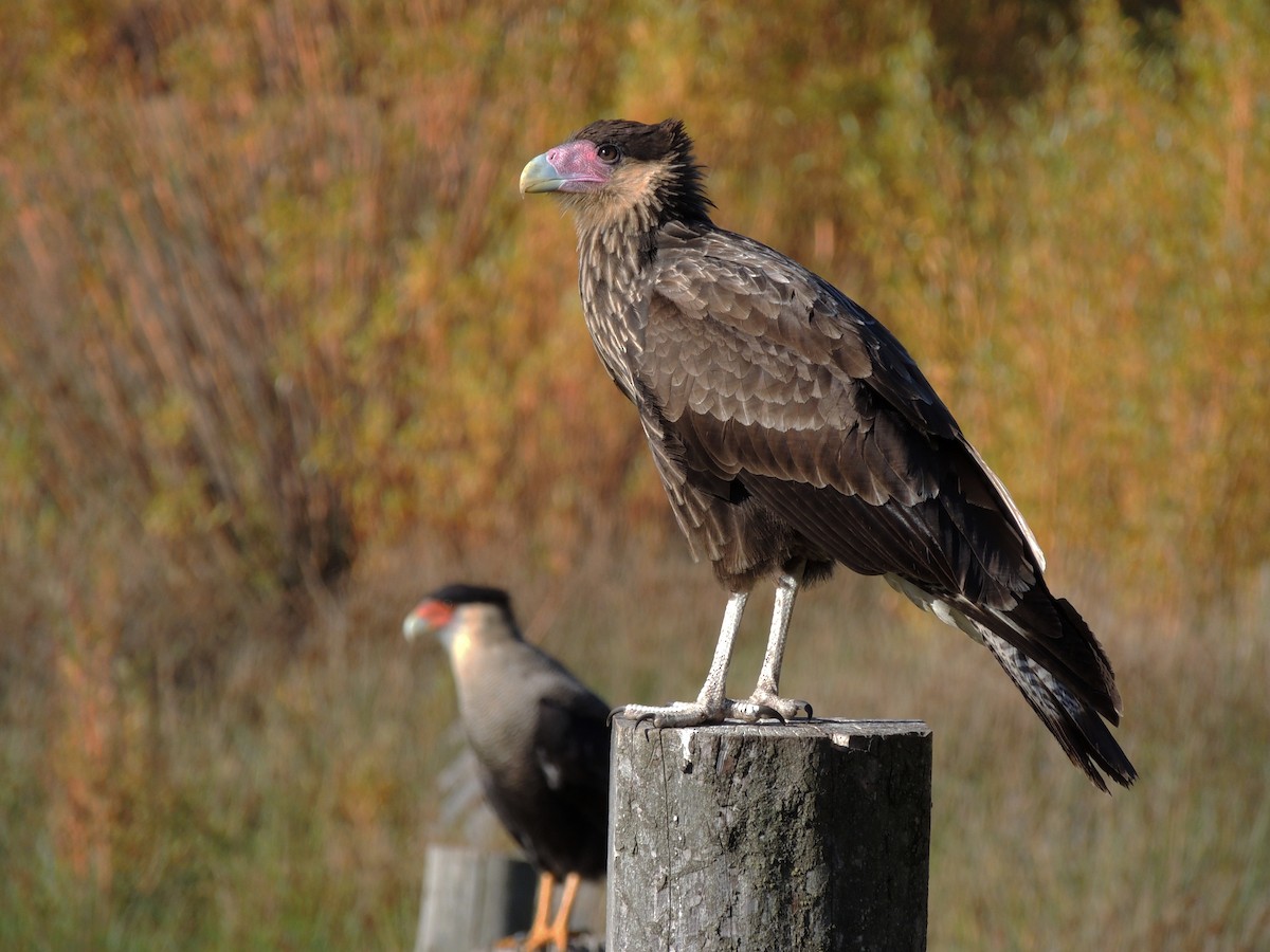 Crested Caracara (Southern) - ML424632791