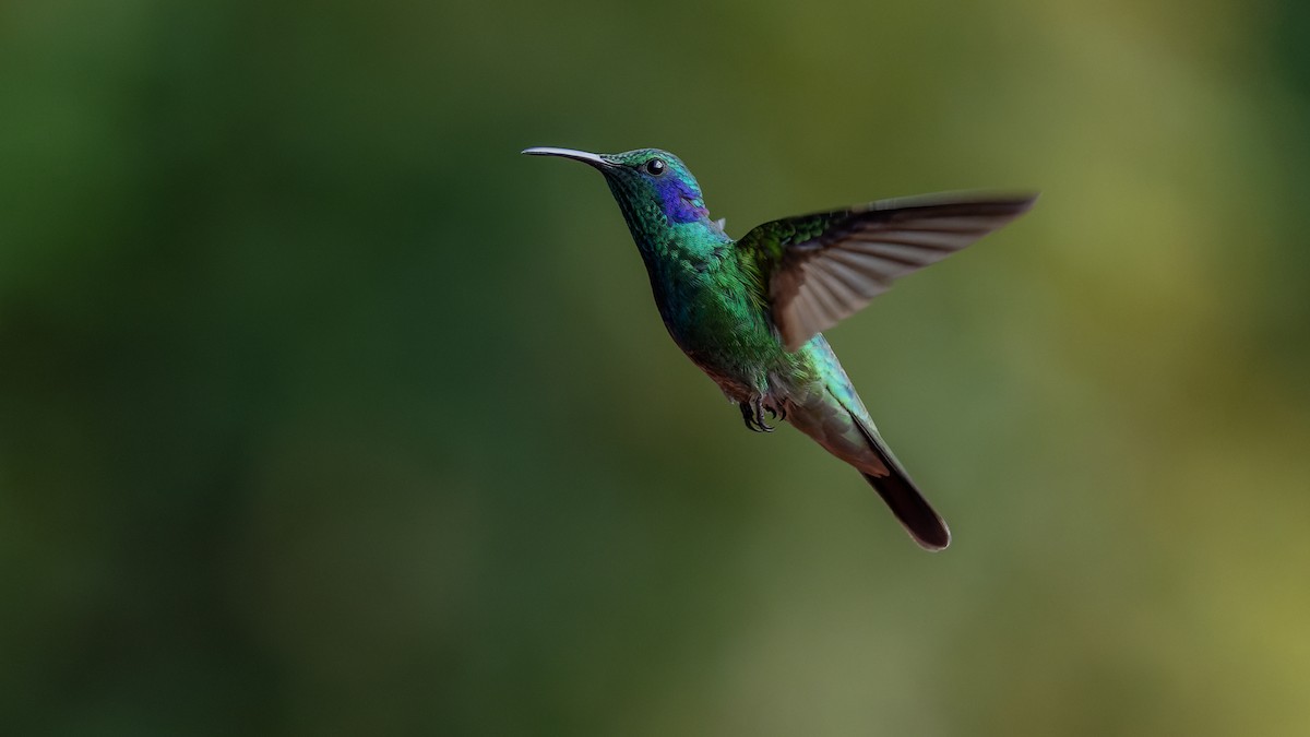 kolibřík modrouchý - ML424635401