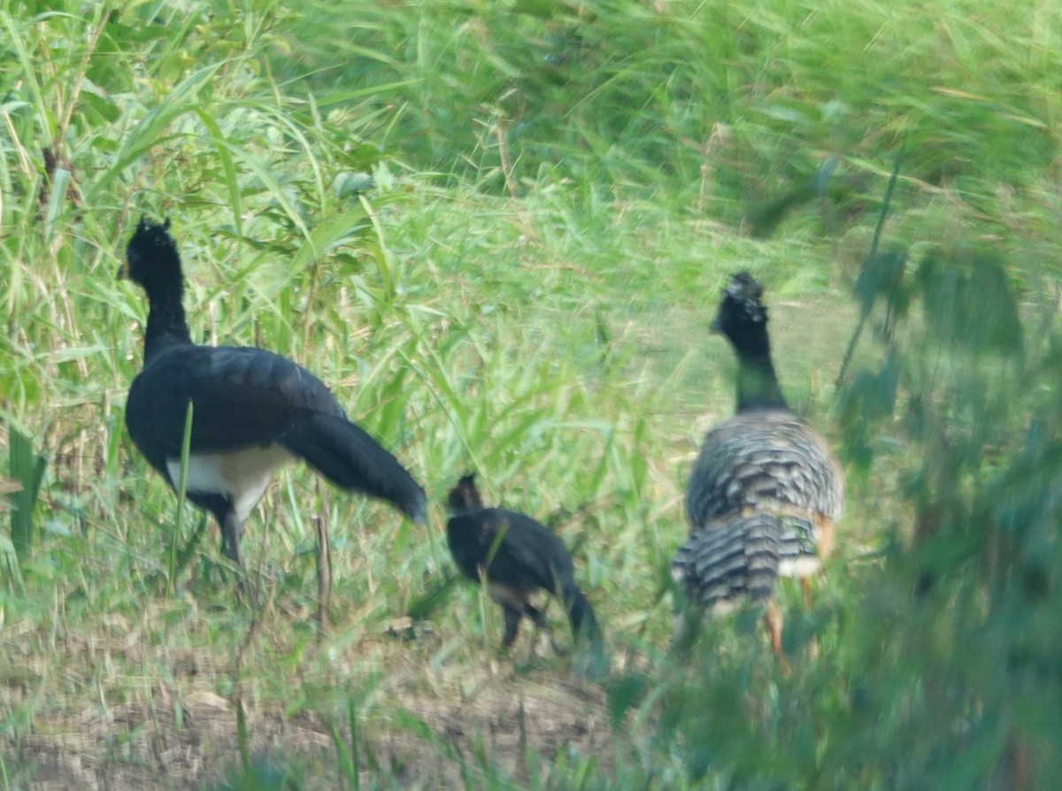 Bare-faced Curassow - ML424637071