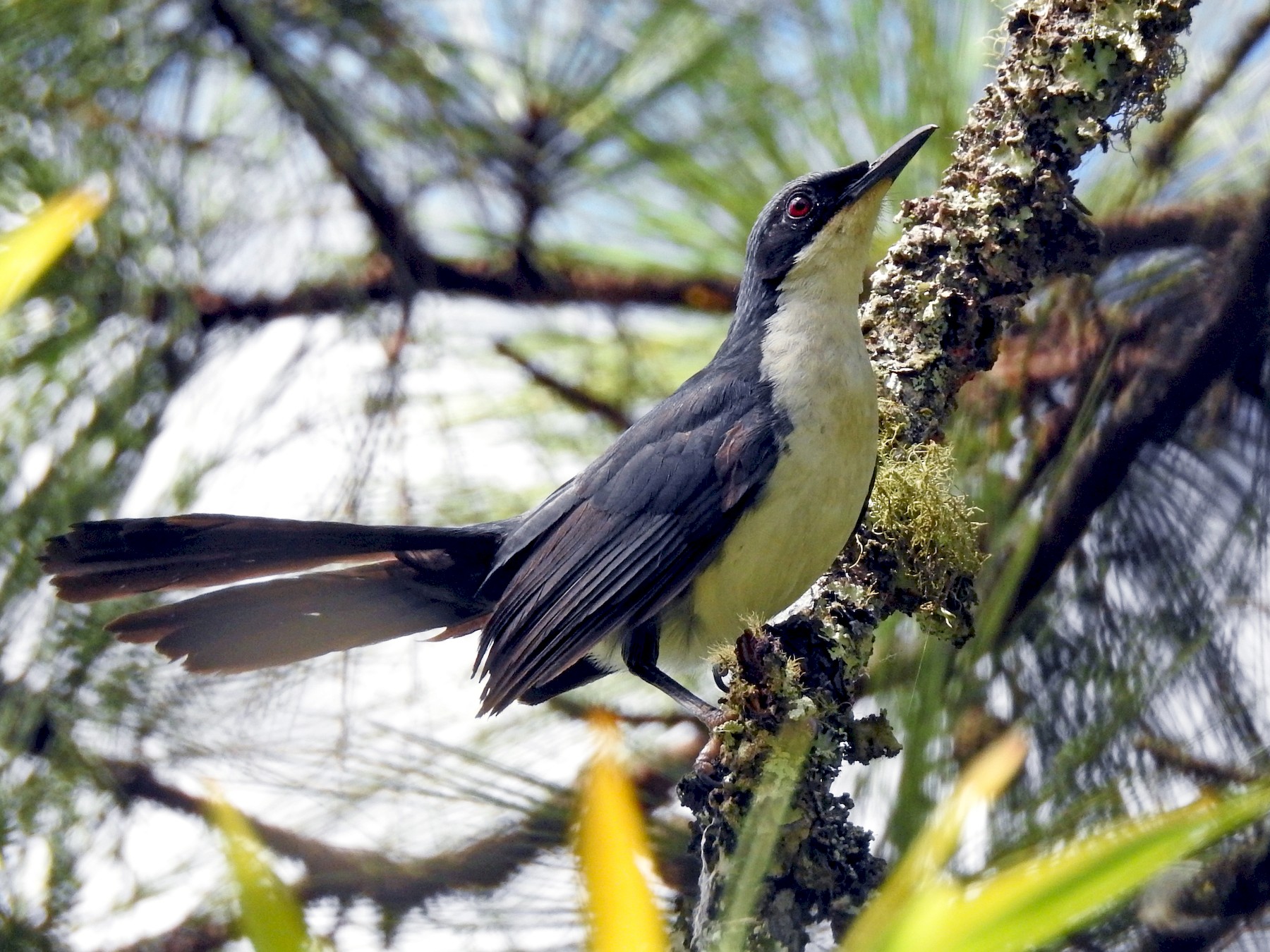 blue-and-white-mockingbird-ebird