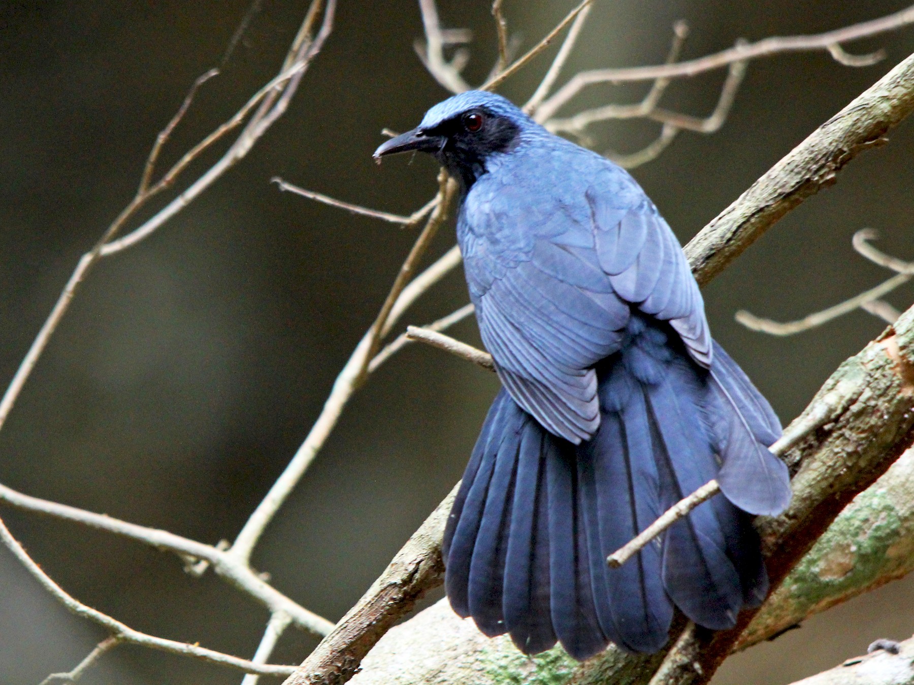 Blue Mockingbird - Javier Cruz Nieto
