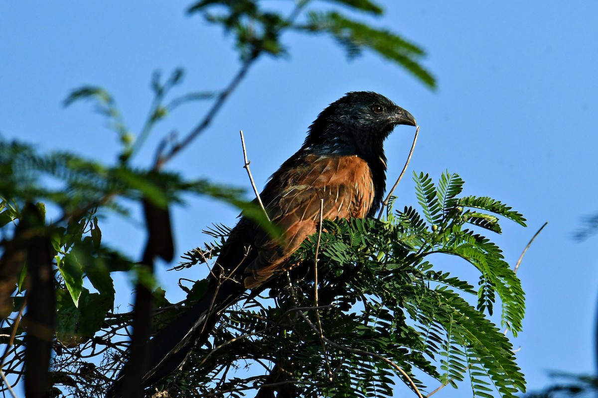 Lesser Coucal - awooo Lin