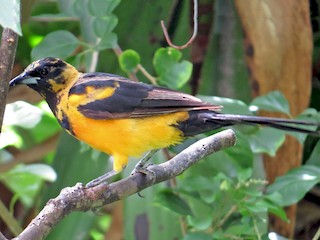 Молодая птица - Phil Arneson - ML42465211