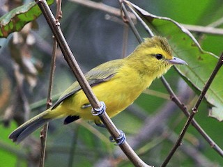 Golden Vireo - Vireo hypochryseus - Birds of the World