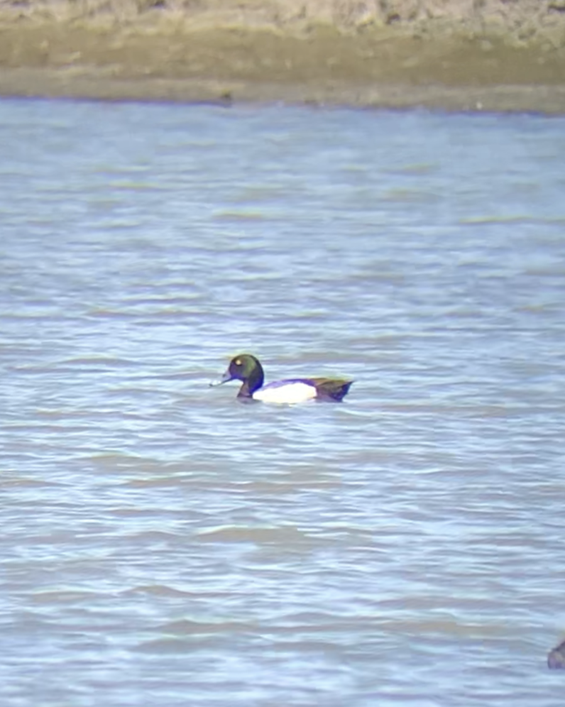 Greater Scaup - ML424653961
