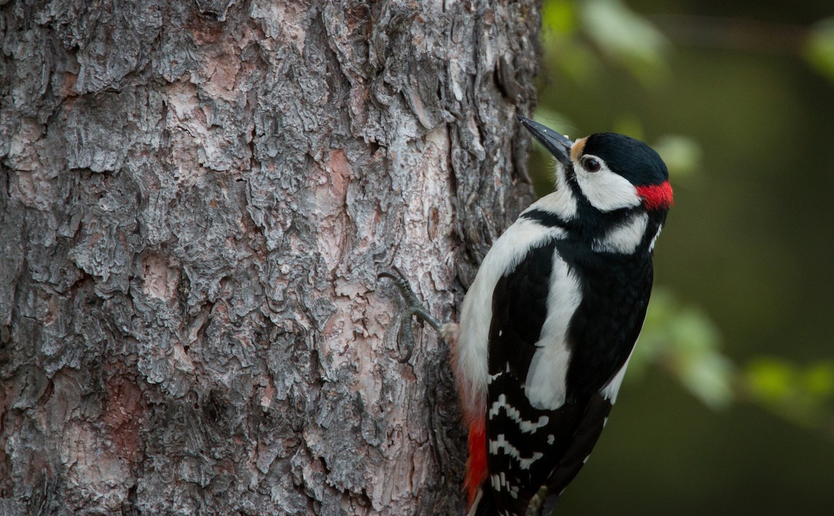 Great Spotted Woodpecker - ML42465511