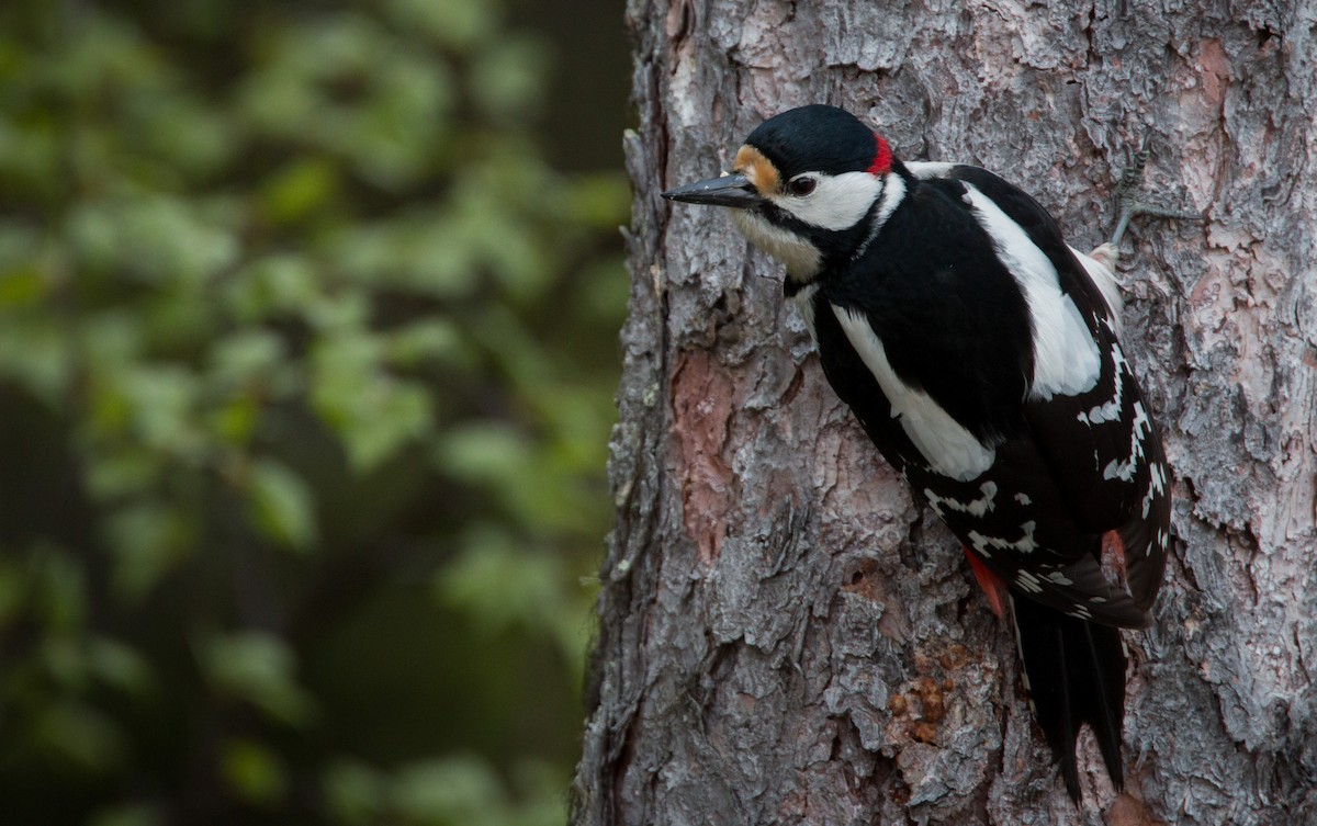 Great Spotted Woodpecker - ML42465521