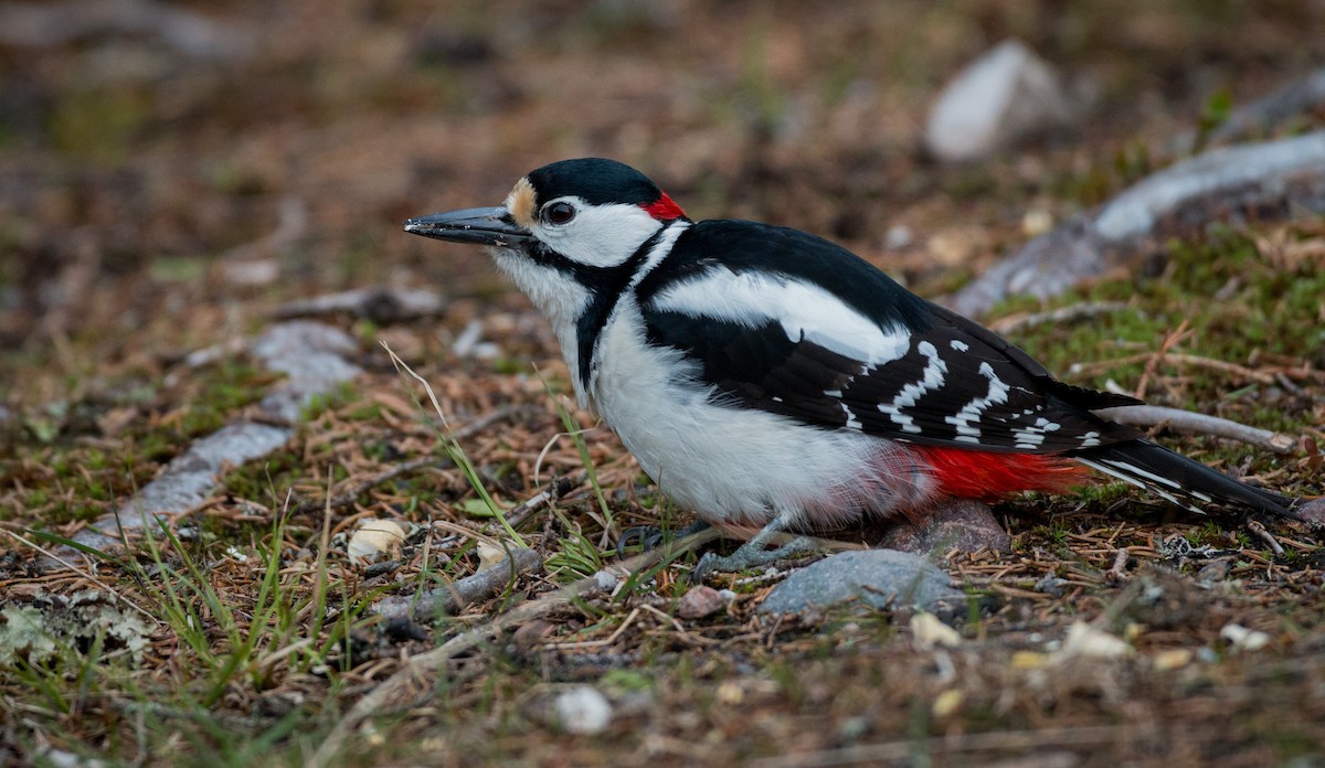Great Spotted Woodpecker - ML42465531