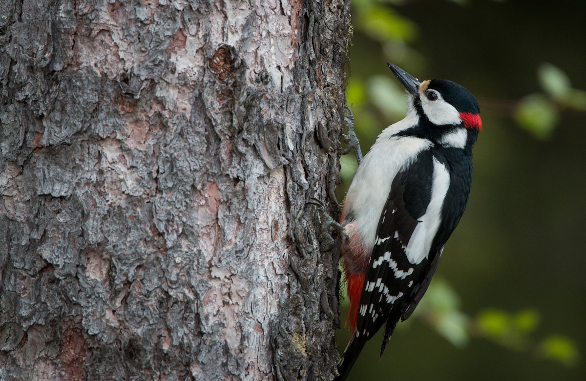 Great Spotted Woodpecker - ML42465541