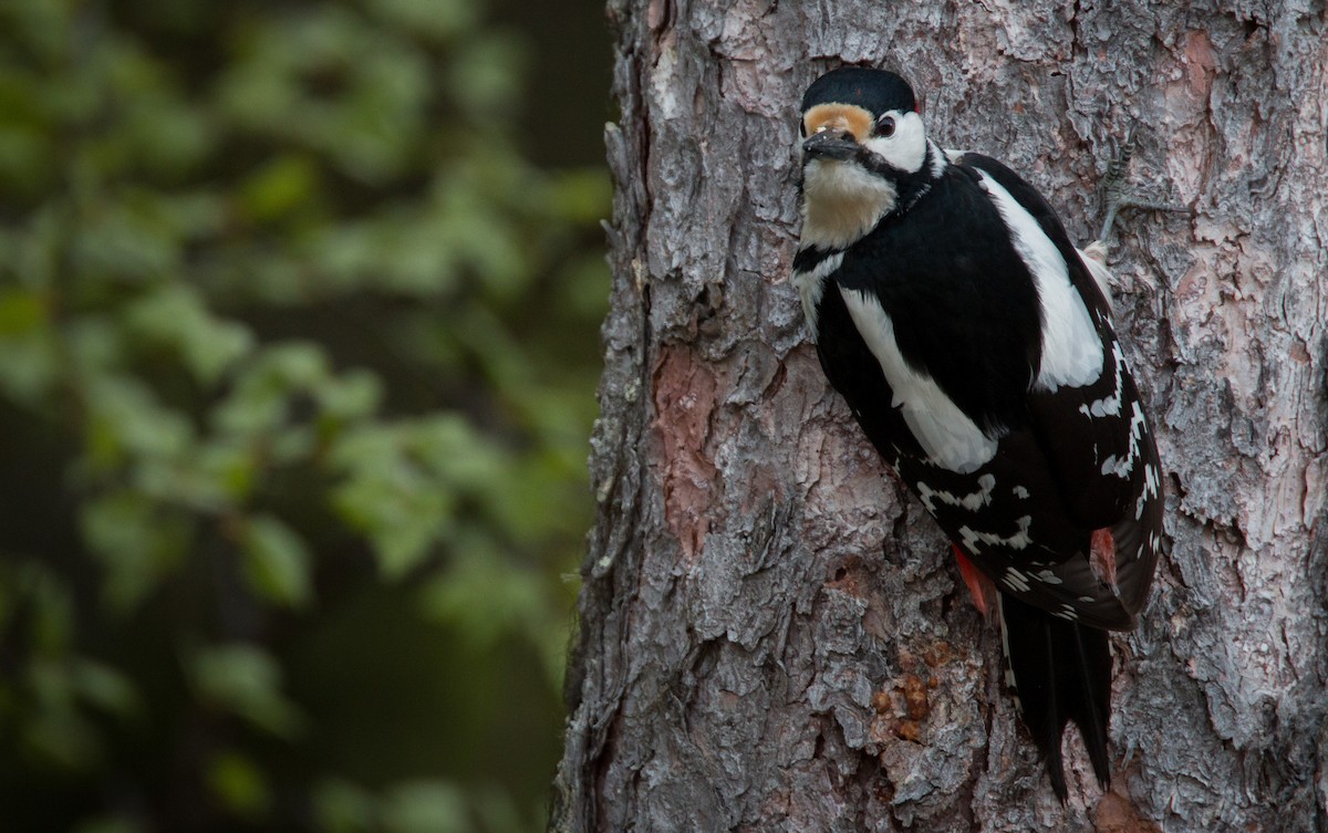 Great Spotted Woodpecker - ML42465551