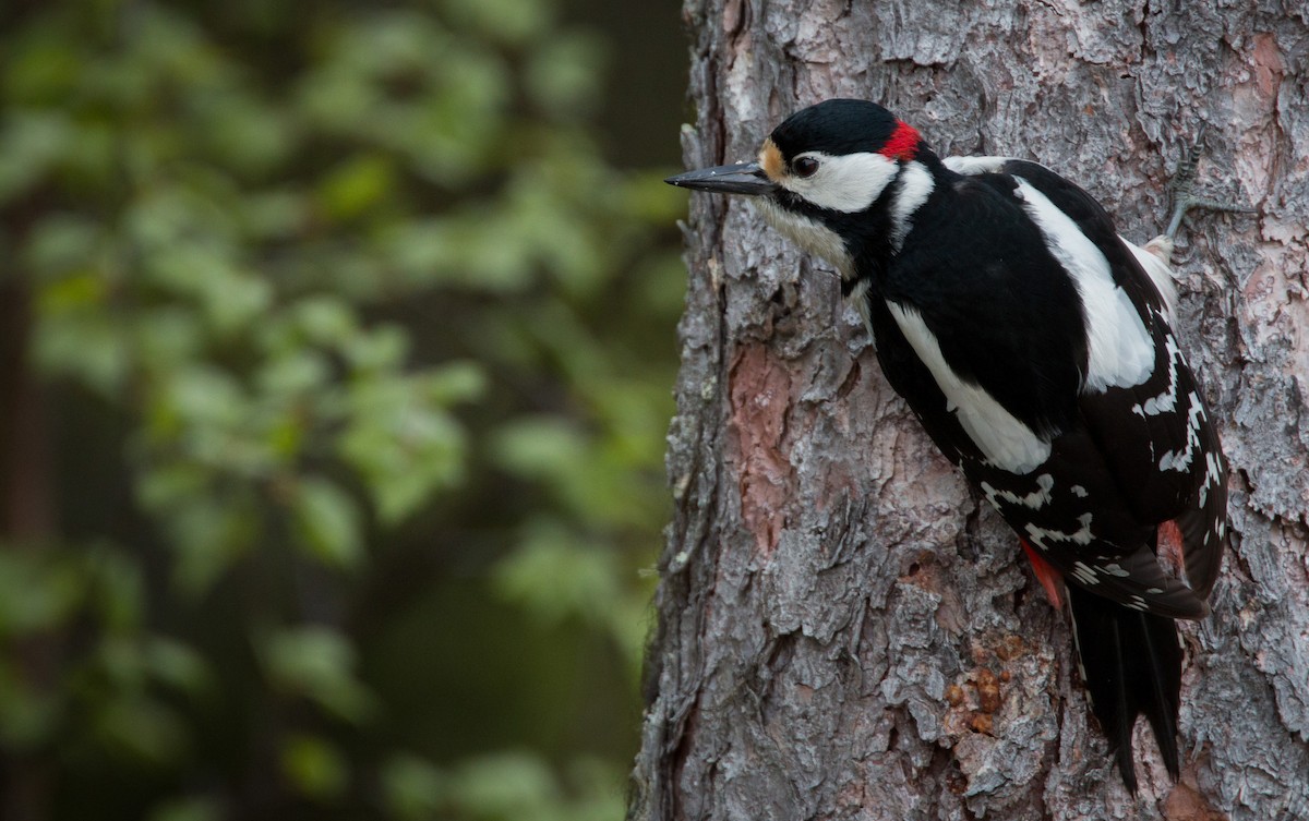 Great Spotted Woodpecker - ML42465561