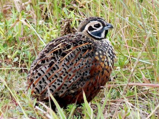  - Ocellated Quail