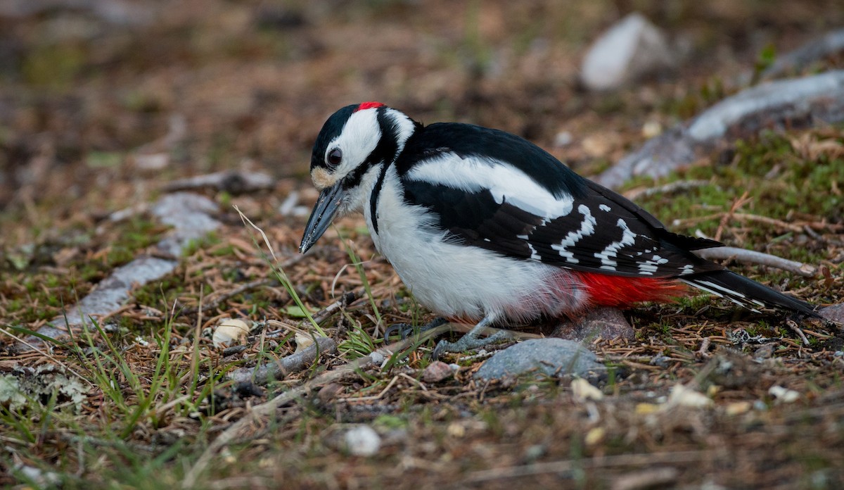 Great Spotted Woodpecker - ML42465581
