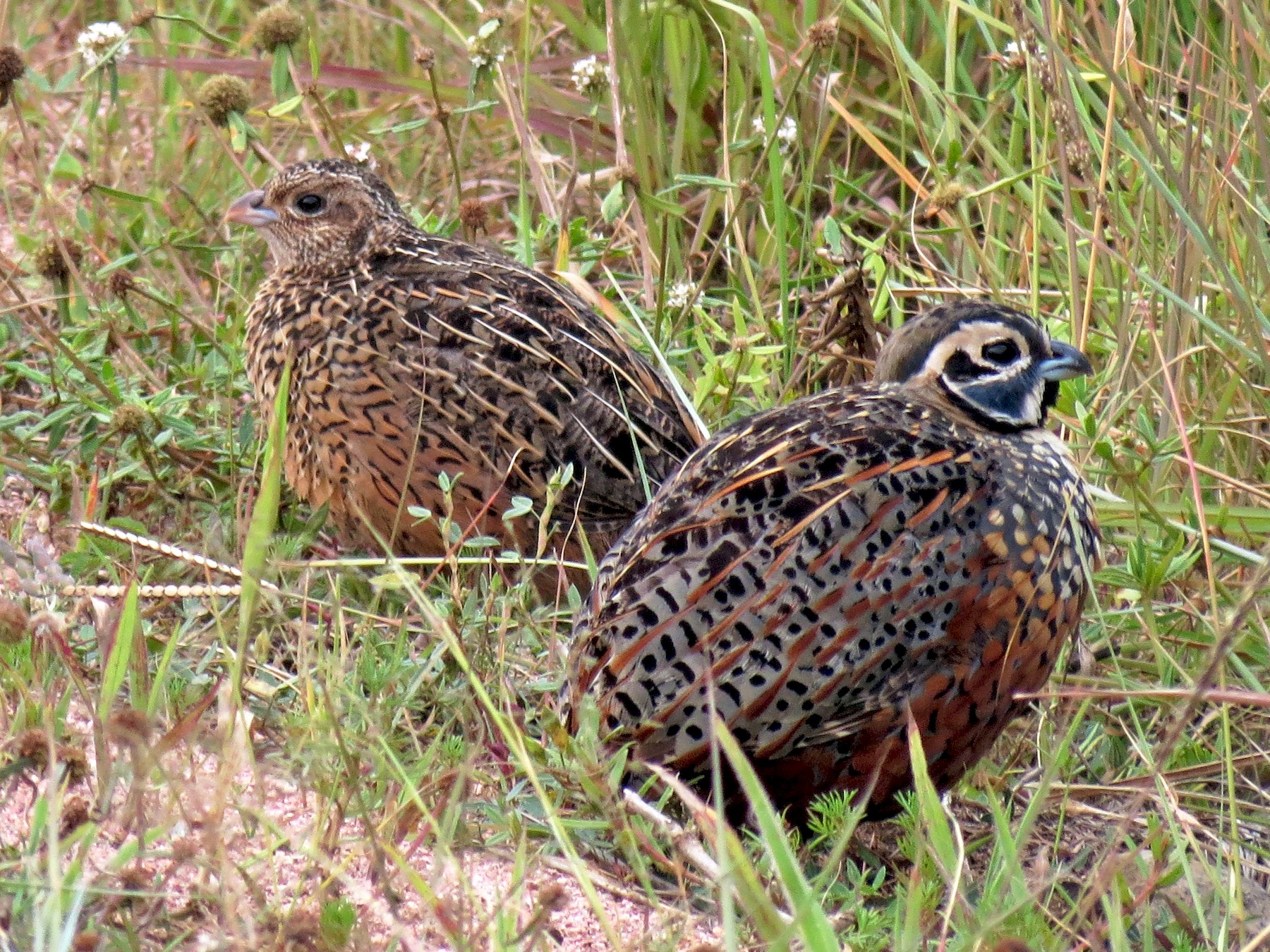 Ocellated Quail - eBird