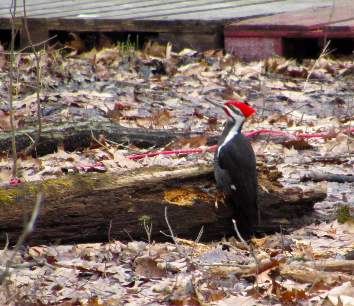 Pileated Woodpecker - ML424663381