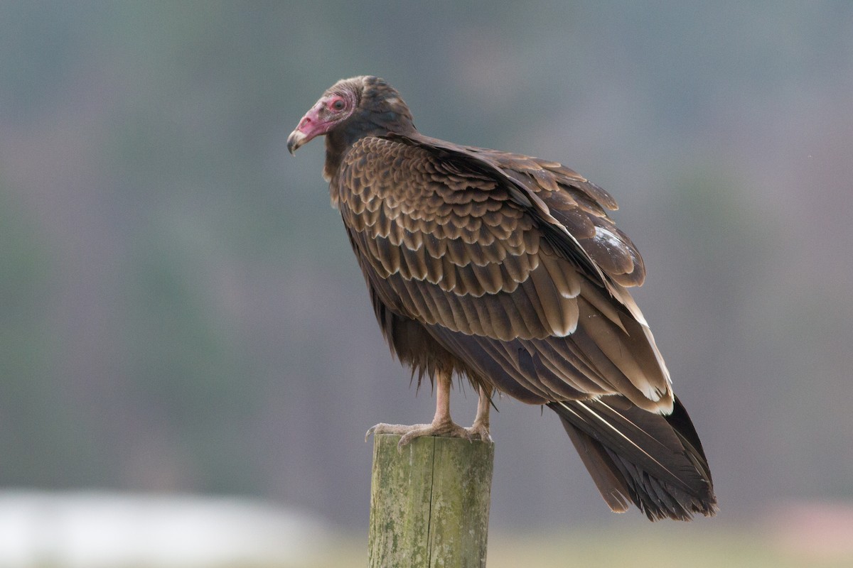 Turkey Vulture - Lucas Bobay
