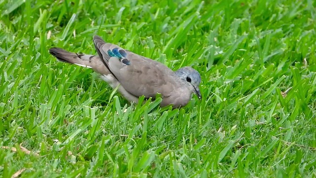 Emerald-spotted Wood-Dove - ML424674421