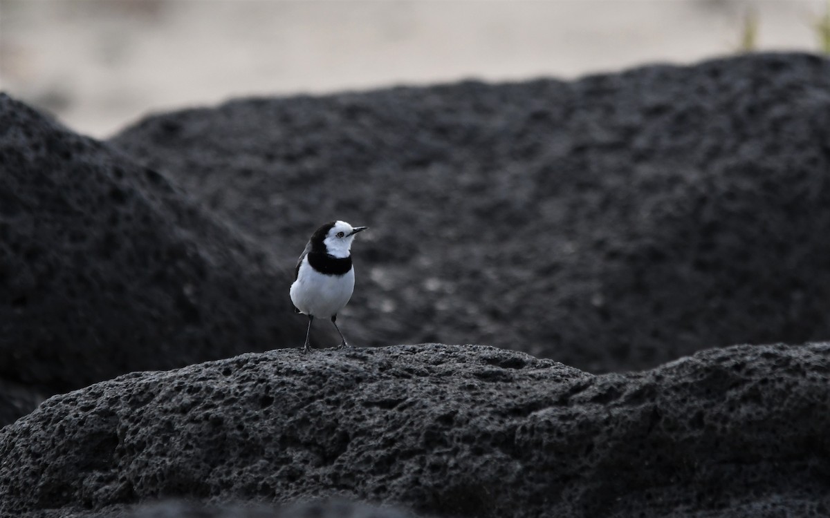 White-fronted Chat - ML424674991