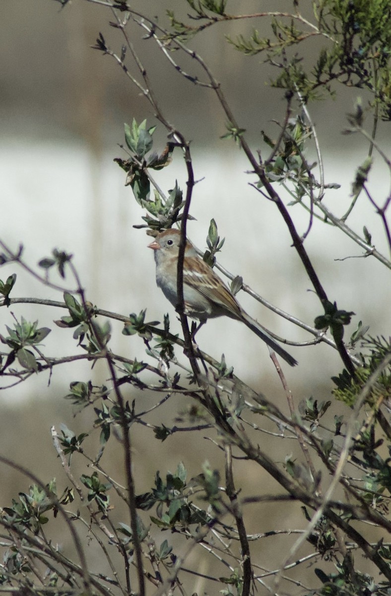 Field Sparrow - ML424676301