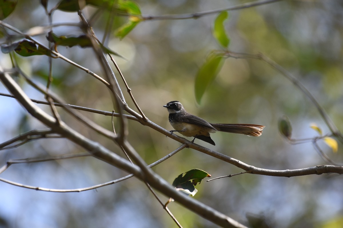 Spot-breasted Fantail - ML424677271